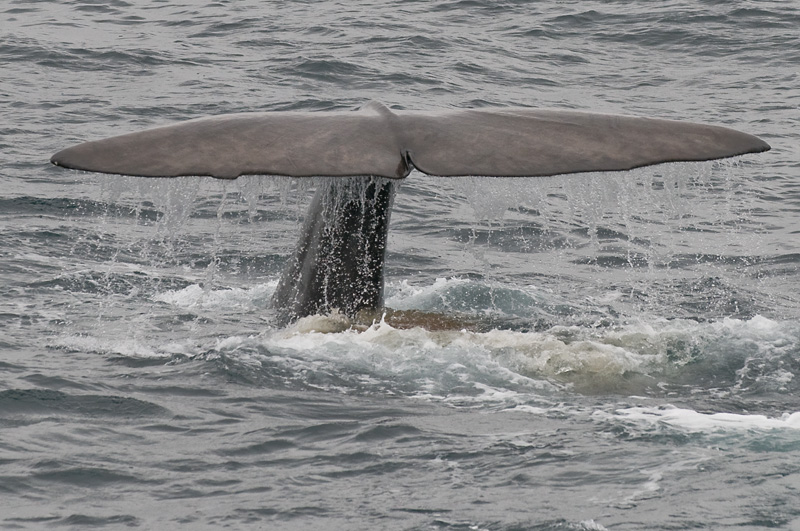 59 Valas Pyrsto 5.jpg - mutta normaalisti ovat noin 30-45 minuuttia pinnan alapuolella
